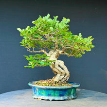 Lade das Bild in den Galerie-Viewer, Zwergflieder / Syringa meyeri
