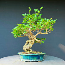 Lade das Bild in den Galerie-Viewer, Zwergflieder / Syringa meyeri
