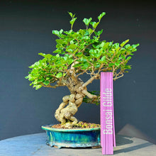 Lade das Bild in den Galerie-Viewer, Zwergflieder / Syringa meyeri
