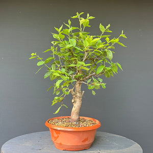 Bonsai Zwetschge / Prunus domestica