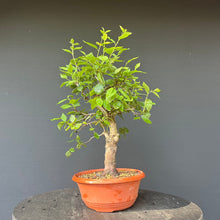 Lade das Bild in den Galerie-Viewer, Bonsai Zwetschge / Prunus domestica
