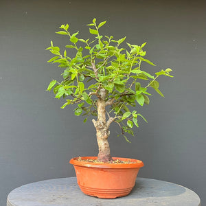 Bonsai Zwetschge / Prunus domestica