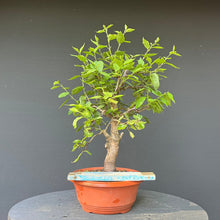 Lade das Bild in den Galerie-Viewer, Bonsai Zwetschge / Prunus domestica
