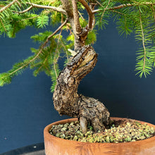 Lade das Bild in den Galerie-Viewer, Fichte / Picea abies
