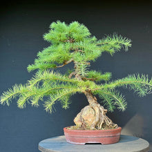Lade das Bild in den Galerie-Viewer, Europäische Lärche / Larix decidua
