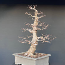 Lade das Bild in den Galerie-Viewer, Bonsai Ulme / Ulmus minor
