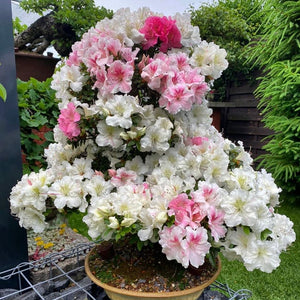 Bonsai Satsuki Azalee / Rhododendron indicum