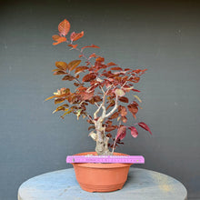 Lade das Bild in den Galerie-Viewer, Blutpflaume / Prunus cerasifera nigra
