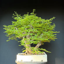 Lade das Bild in den Galerie-Viewer, Orientalische Hainbuche / Carpinus orientalis
