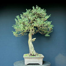 Lade das Bild in den Galerie-Viewer, Japanische Hemlocktanne / Tsuga diversifolia
