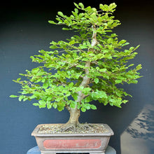 Lade das Bild in den Galerie-Viewer, Gemeine Hainbuche / Carpinus betulus
