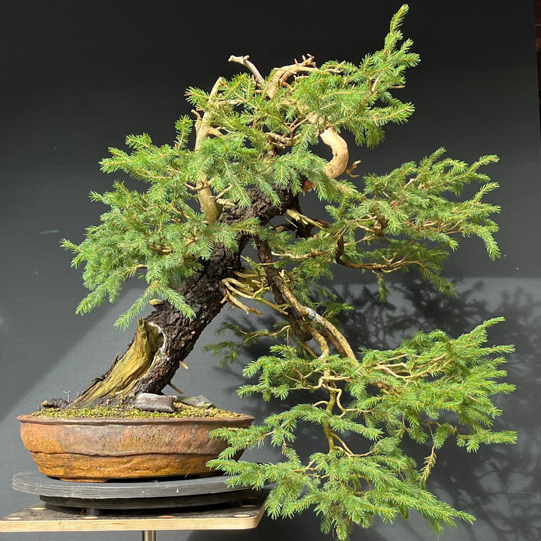 Yamadori Fichte / Picea abies