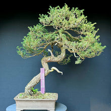 Lade das Bild in den Galerie-Viewer, Japanische Hemlocktanne / Tsuga diversifolia
