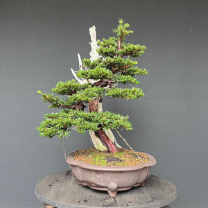 Bonsai Europäische Eibe / Taxus baccata
