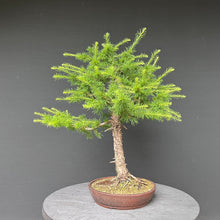 Lade das Bild in den Galerie-Viewer, Bonsai Europäische Lärche / Larix Decidua
