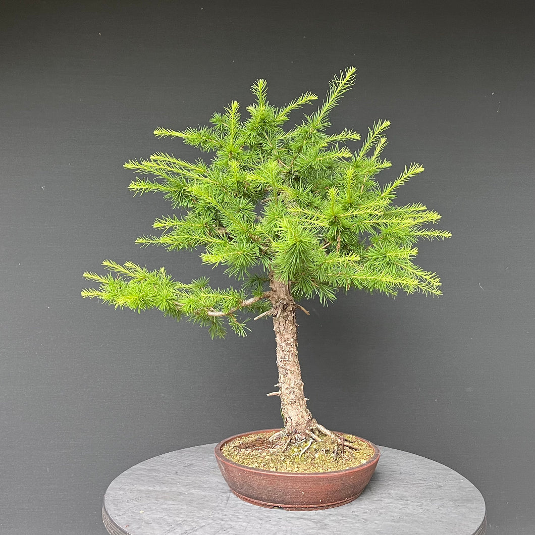Bonsai Europäische Lärche / Larix Decidua