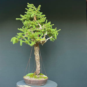 Bonsai Fichte / Picea abies