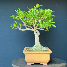 Lade das Bild in den Galerie-Viewer, Magnolie / Magnolia
