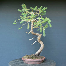 Lade das Bild in den Galerie-Viewer, Fichte / Picea abies
