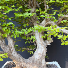 Lade das Bild in den Galerie-Viewer, Orientalische Hainbuche / Carpinus orientalis
