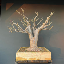 Lade das Bild in den Galerie-Viewer, Bonsai Winterlinde / Tilia cordata
