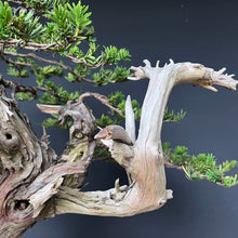 Lade das Bild in den Galerie-Viewer, Japanische Eibe / Taxus cuspidata
