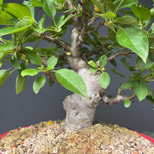 Bonsai Zierapfel / Malus sieboldii