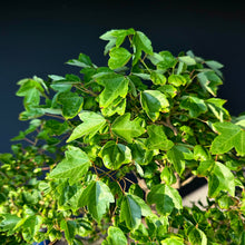 Lade das Bild in den Galerie-Viewer, Dreispitz-Ahorn / Acer buergerianum
