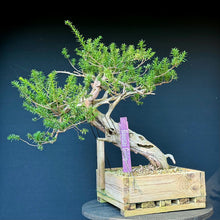 Lade das Bild in den Galerie-Viewer, Japanische Eibe / Taxus cuspidata
