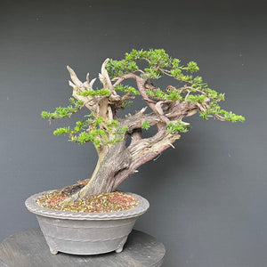 Japanische Eibe / Taxus cuspidata