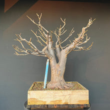 Lade das Bild in den Galerie-Viewer, Bonsai Winterlinde / Tilia cordata
