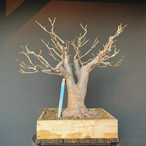 Bonsai Winterlinde / Tilia cordata