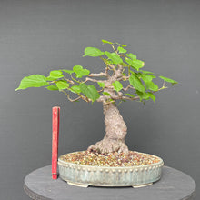 Lade das Bild in den Galerie-Viewer, Bonsai Winterlinde / Tilia cordata
