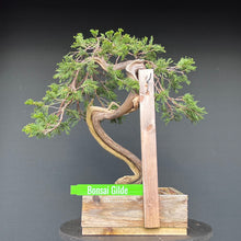 Lade das Bild in den Galerie-Viewer, Sabina Wacholder / Juniperus sabina
