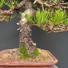 Lade das Bild in den Galerie-Viewer, Bonsai Kiefer
