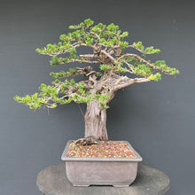 Lade das Bild in den Galerie-Viewer, Japanische Eibe / Taxus cuspidata
