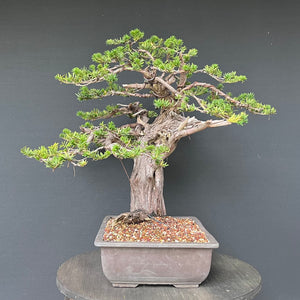 Japanische Eibe / Taxus cuspidata