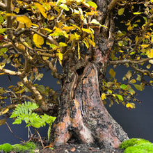 Lade das Bild in den Galerie-Viewer, Bonsai Weissdorn / Crataegus
