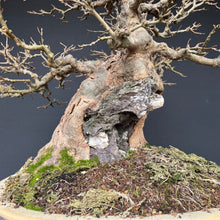 Lade das Bild in den Galerie-Viewer, Dreispitzahorn auf Stein / Acer Burgerianum auf Stein
