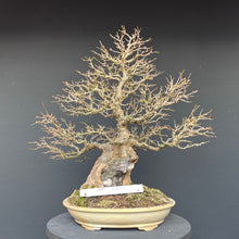 Lade das Bild in den Galerie-Viewer, Dreispitzahorn auf Stein / Acer Burgerianum auf Stein

