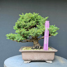 Lade das Bild in den Galerie-Viewer, Ajan-Fichte / Picea jezoensis
