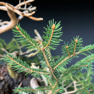 Yamadori Fichte / Picea abies