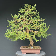 Lade das Bild in den Galerie-Viewer, Bonsai Fichte / Picea abies
