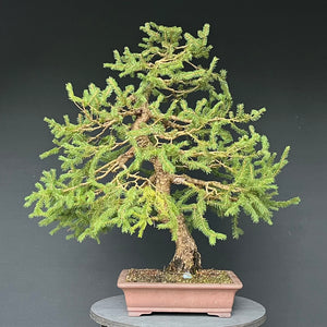 Bonsai Fichte / Picea abies