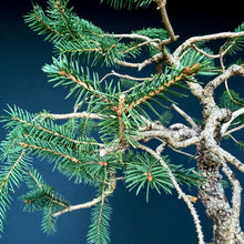 Lade das Bild in den Galerie-Viewer, Fichte / Picea abies
