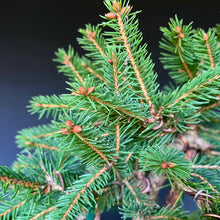 Lade das Bild in den Galerie-Viewer, Bonsai Fichte / Picea abies
