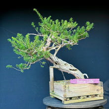Lade das Bild in den Galerie-Viewer, Japanische Eibe / Taxus cuspidata
