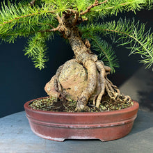 Lade das Bild in den Galerie-Viewer, Europäische Lärche / Larix decidua
