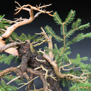 Yamadori Fichte / Picea abies