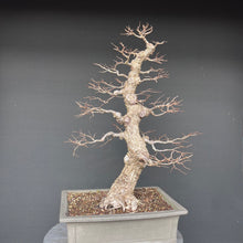 Lade das Bild in den Galerie-Viewer, Bonsai Ulme / Ulmus minor
